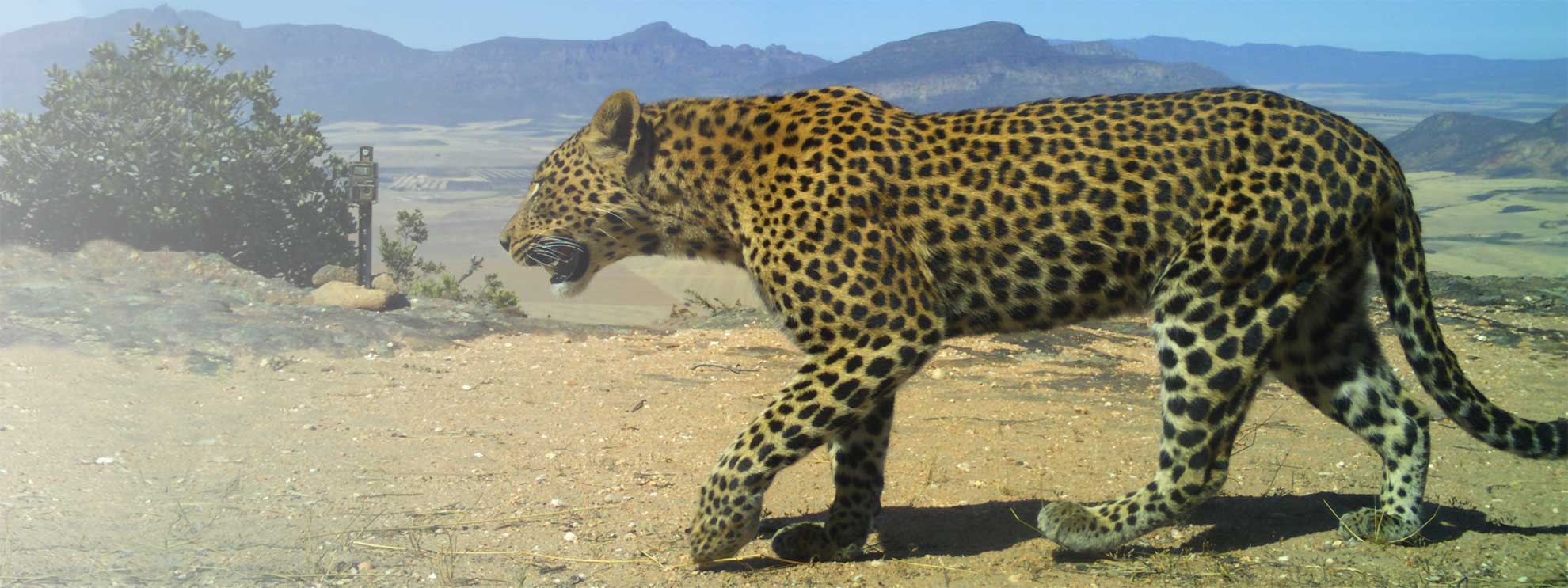 Cape-Leopard-Trust-Mobi-Kraal-challenge-hero-25