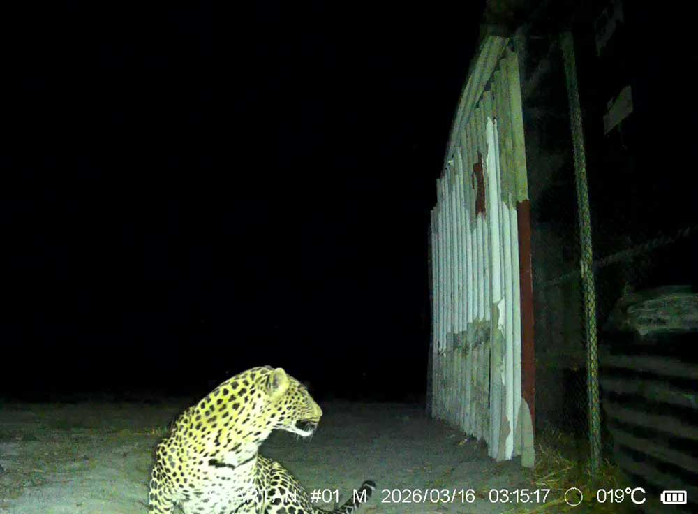 Cape-Leopard-Trust-Mobi-Kraal-challenge-hero-MOBIKRAAL-HERO-HOME-3