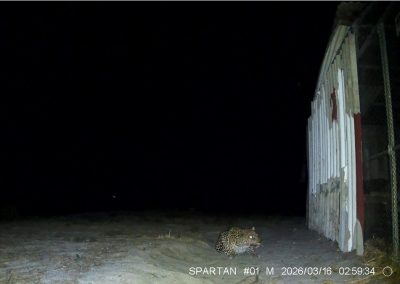 Leopard looking