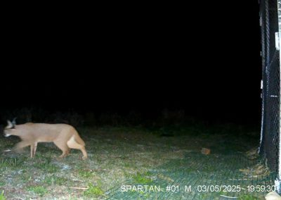 Caracal leaving